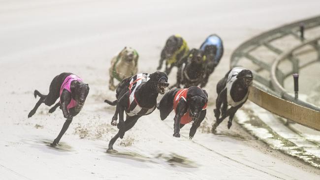 1 – Mr Maisey leads the field in Race 12 Ken Casson Motors4th/5th Grade 350m at Grafton Greyhounds