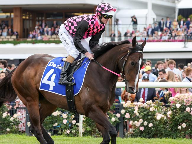 Rothfire on the way to the barriers prior to the running of the Darley Champions Sprint at Flemington Racecourse on November 05, 2022 in Flemington, Australia. (Photo by George Sal/Racing Photos via Getty Images)