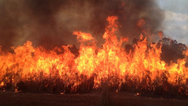 Gamba grass is highly flammable and can increase the intensity and frequency of bushfires.