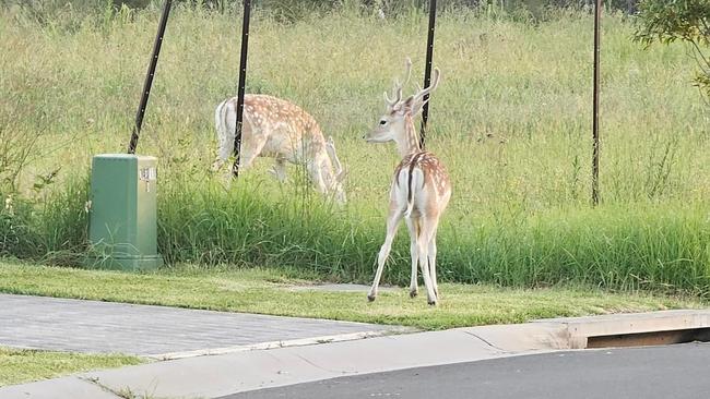 Deer sighted by residents in Harrington Park area. Picture: Facebook