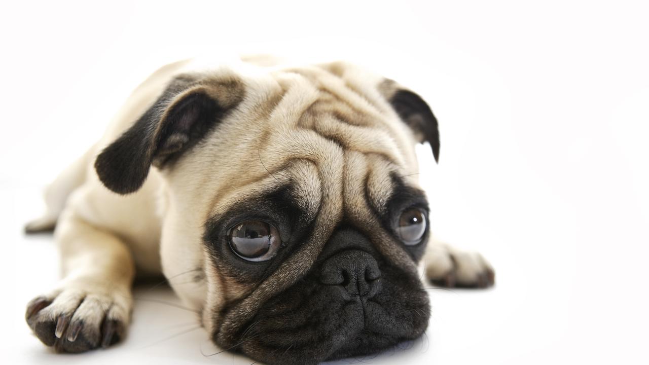 How to tell if your dog is depressed, signs to look for | The Advertiser