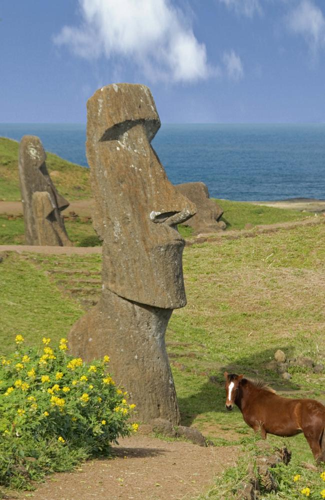 Moai on the outer slopes of Ranu Raraku surrounded by wild lupin flowers with a horse nearby and the Pacific Ocean behind.