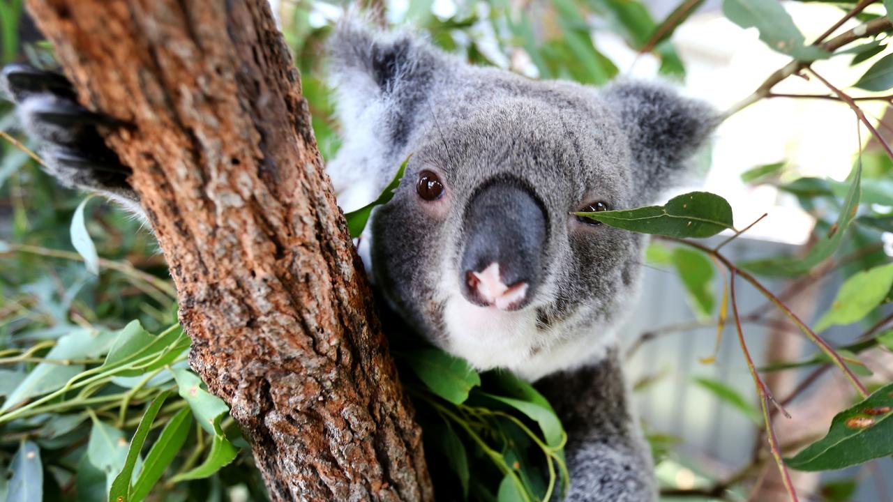 Wildlife conservation experts says saving koala habitats is key to saving the population. Picture: NCA NewsWire/ Nathan Edwards