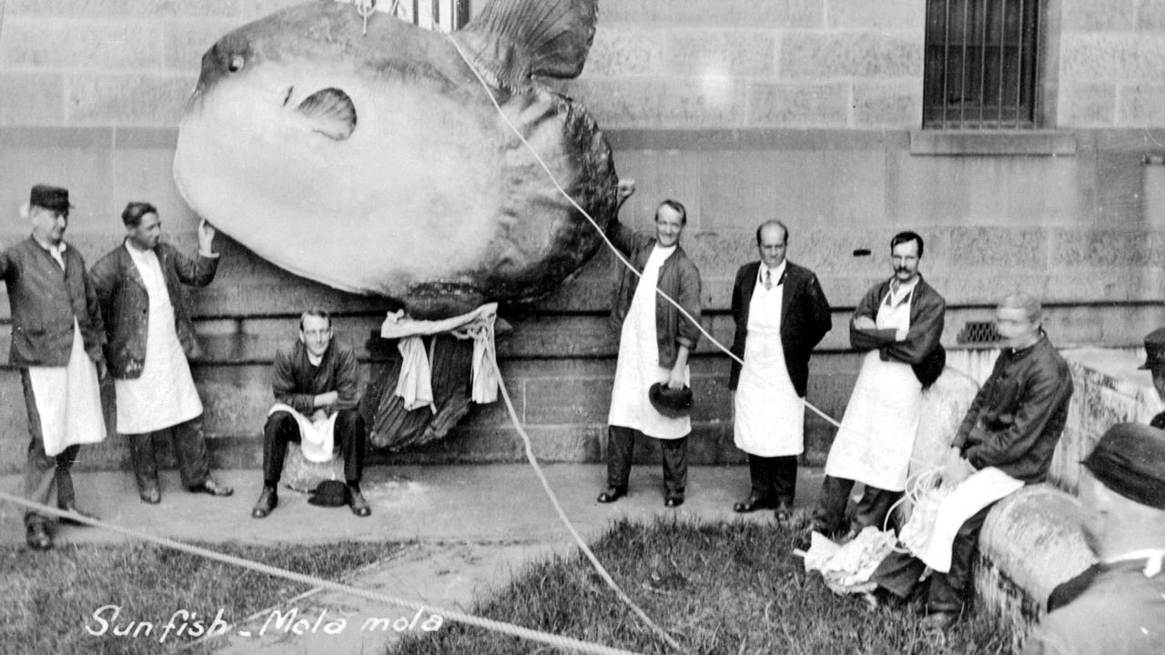 The sunfish is installed into the Australian Museum in Sydney in 1888, where it was a source of wonder and amazement for many years, and will be again, at the 2012 Deep Oceans exhibition.