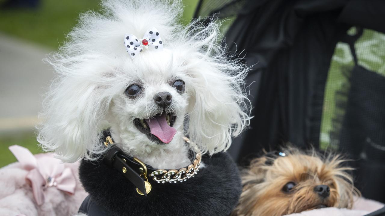 Are poodles tax deductible guard dogs? Experts and the ATO think not. Picture: Chris Kidd