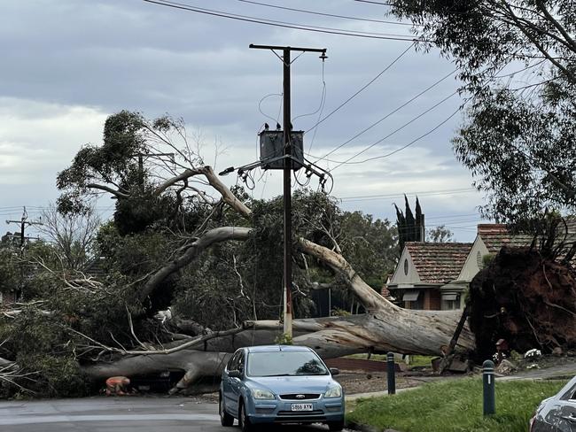 A Large Tree blocking a street in Glen Street, Burnside. Picture: Evangeline Polymeneas