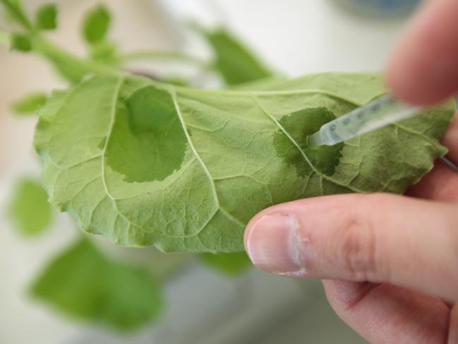 HALLE, GERMANY - AUGUST 14:  Dr. Frank Thieme, Manager of Deveopment at Icon Genetics, demonstrates the small-scale introduction of bacteria containing engineered DNA into the leaf of the nicotiana benthamiana plant, which is a close relative of tobacco, at the company's facilities on August 14, 2014 in Halle, Germany. Icon Genetics has developed a process to produce proteins and enzymes via the nicotiana benthamiana plant that will be used in the production of antibodies for ZMapp, which is being heralded as a possible cure to the ebola virus.  (Photo by Sean Gallup/Getty Images)