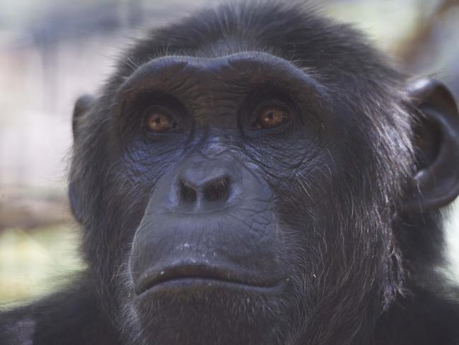 Rockhampton Zoo chimpanzee Leakey.