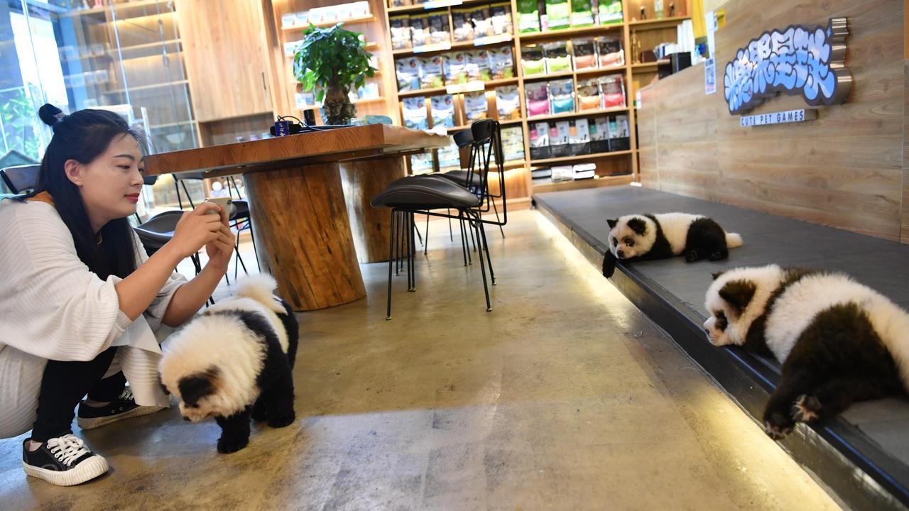 The chow chow dogs roam around the pet cafe. Picture: China News Service/VCG via Getty Images.