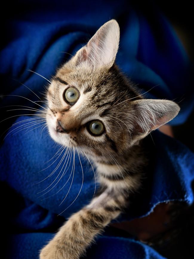 This 8-week-old kitten was found in a plastic bag. Picture: Tony Gough
