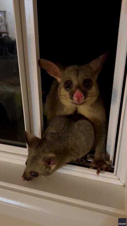 Adorable possums treat family’s house like a ‘drive-thru’