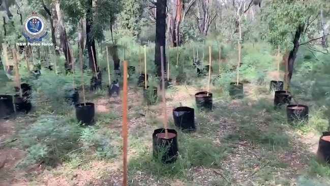 Bandidos OMCG member arrested and cannabis seized near Mudgee