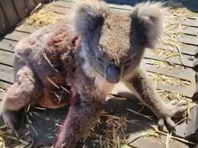 Koalas injured and killed on Kangaroo Island during logging . Picture: Supplied