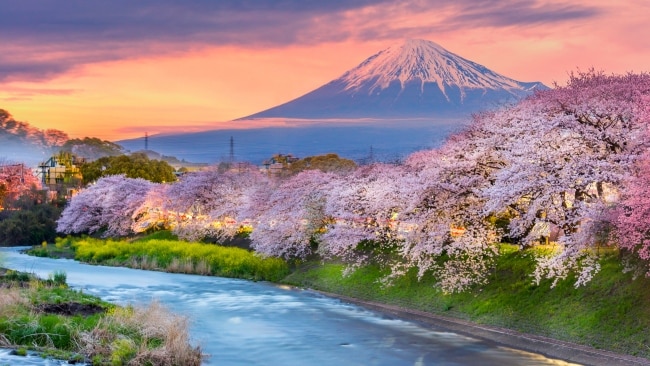 Cherry blossom season in Japan is a $7 billion business | escape.com.au