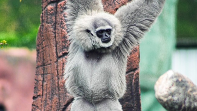 动物园发言人表示，周二，其中一只爪哇长臂猿在从一棵树荡到另一棵树时，从栖息地跳出：图片：盖蒂图片社。