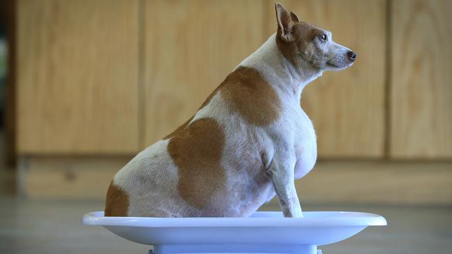 Spikey the fox terrier is tipping the scales at 17kg - he should be about 7kg. Picture: Jamie Hanson