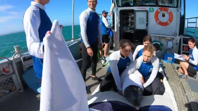 The Sea World Foundation team and Queensland Parks and Wildlife Service (QPWS) Marine Park Rangers return a young bottlenose dolphin back off the coast following its rescue and recovery caused by severe fishing line damage