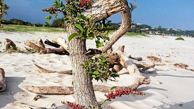 Invasive coral trees are growing right out of the sand at Ballina.  Photo Contributed. Picture: Contributed