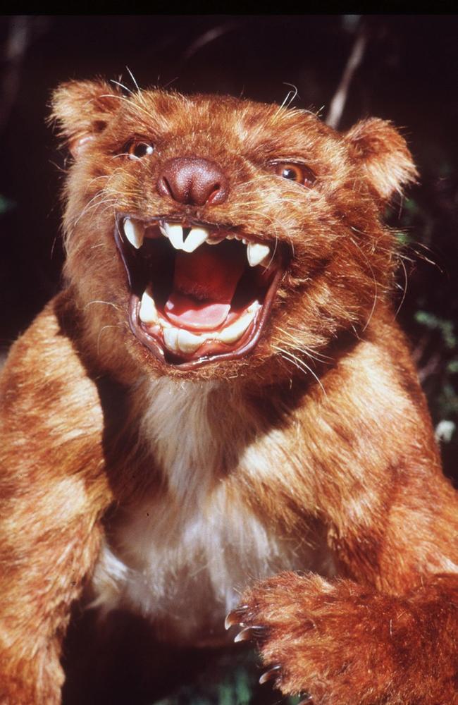 A model of the Thylacoleo Carnifex marsupial lion. Picture: Paul Ovendon / Australian Museum