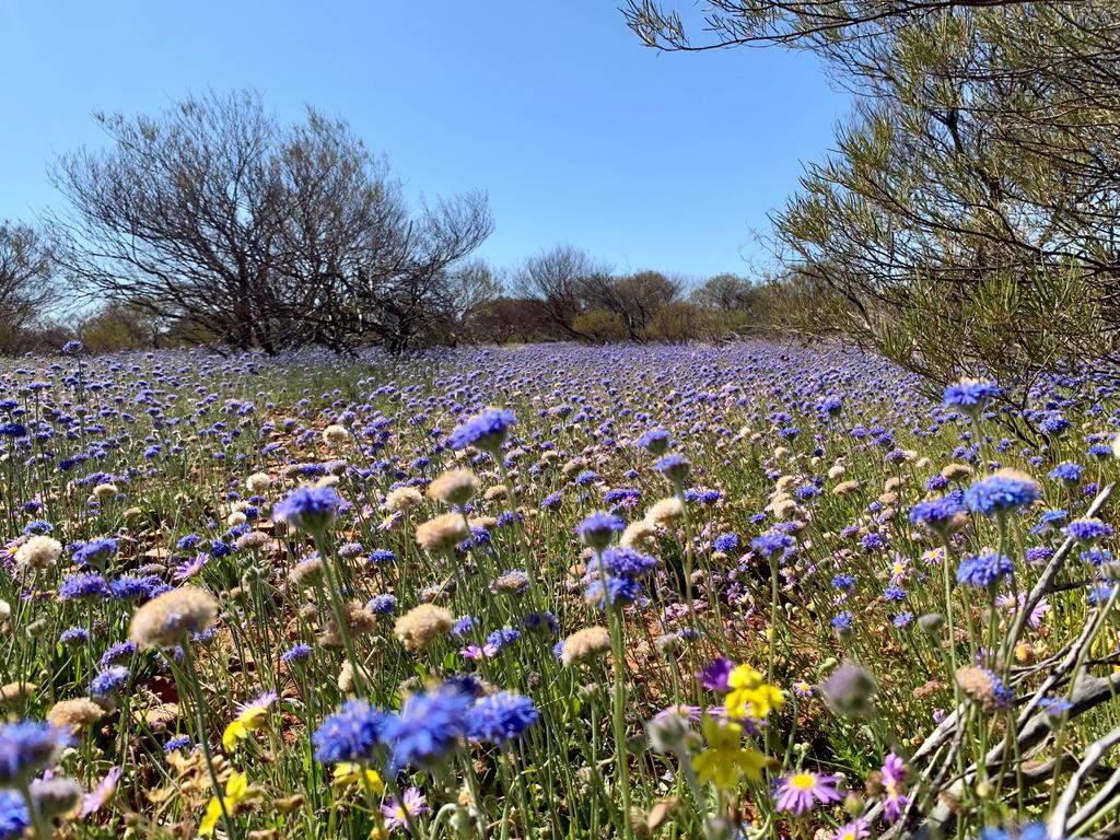 Stunning flowers are springing up in the outback after life-giving rains.