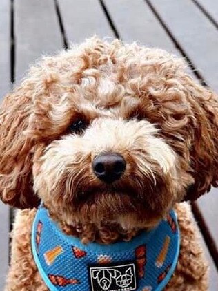This is wicket .. from Southport .. he is adorably loving and always makes us smile and loves his family