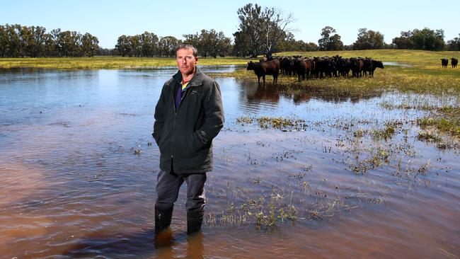 Rob Locke in a flooded livestock paddock on his property near Tocumwal. Picture: Aaron Francis