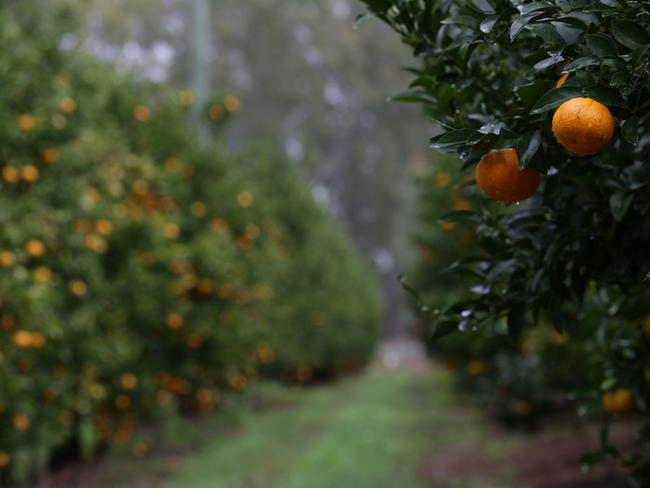 Citrus farmer Greg and Laura Parr are positive after the flood that affected the area at Gayndah.  About to be involved in a campaign where they try to educate the public that the fruit in shops may not be perfect looking but will taste the same it will be called kissed by nature.  Trying to keep people buying the b and c grade fruit.