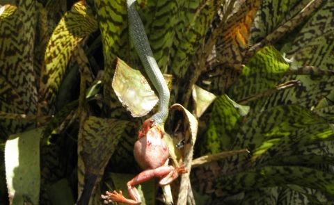 I had to take this photo after seeing this snake hanging from a tree eating a green frog. . Picture: Contributed