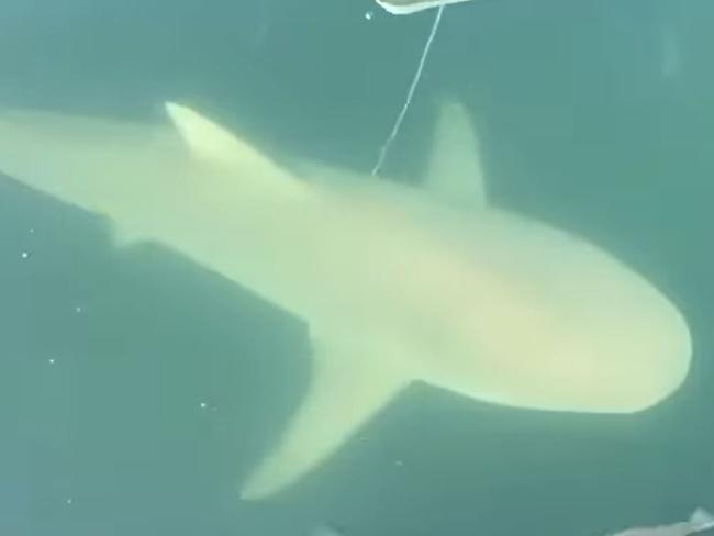 Dog owners have been issued a terrifying warning after multiple sharks were sighted in a popular swimming spot in Sydney’s Northern Beaches. Picture: Mosman Collective