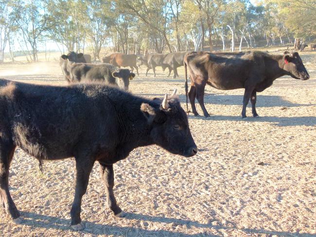 Good breeding: Kia Ora has a herd of 500, including 50 fullblood Wagyus.