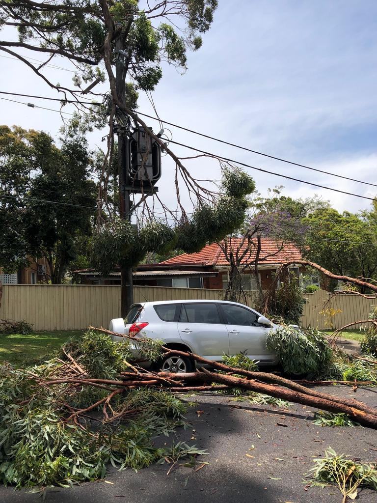 A tree has fallen in Darmour Ave, Allambie Heights. Picture: Jim O'Rourke.