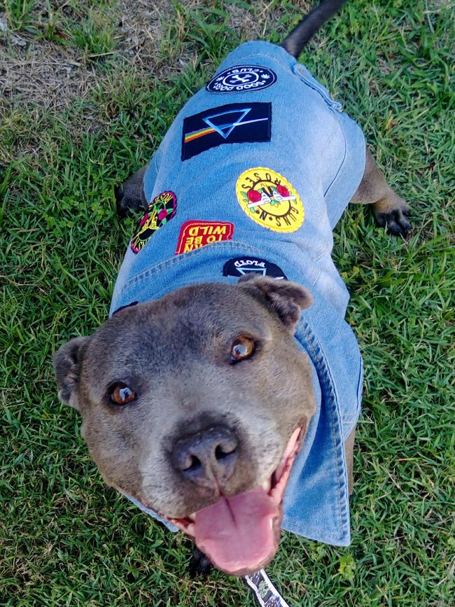 DIESEL: This cool pup rocks his custom shirt and personalised Pink Floyd collar and leash.