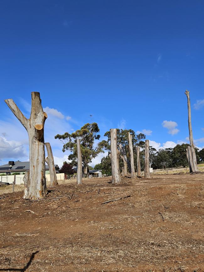 The trees after they were pollarded – or pruned right back – at Greenock Centenary Park. Picture: Trudi Robinson