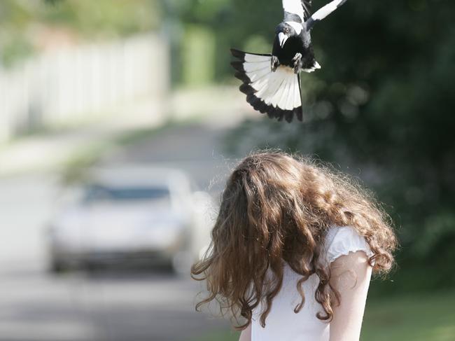 Welcome to Australia, where no one’s safe. Photo: David Thomas / Sunshine Coast Daily