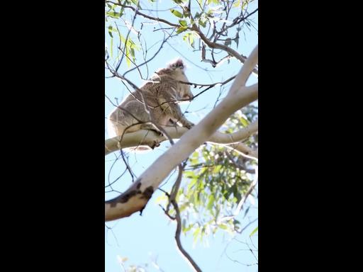 Historic' achievement reached as group of koalas remain chlamydia-free