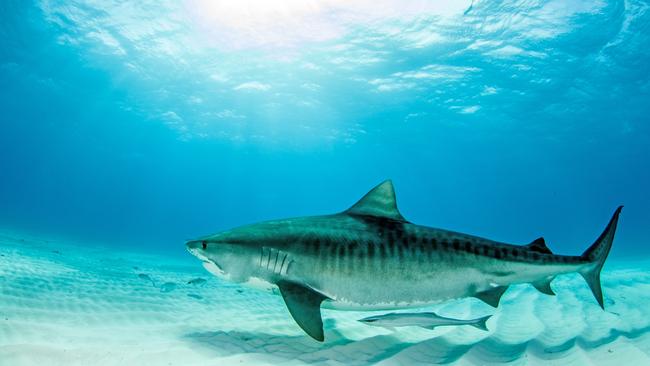 A tiger shark during a scuba dive off Queensland.