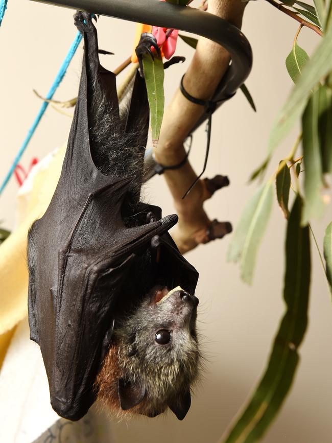 A Grey Headed Flying Fox. Picture: Steve Tanner