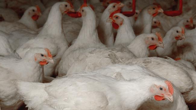 Although poultry demand is strong, any buyer would need a strong management team to see Inghams stage a turnaround.