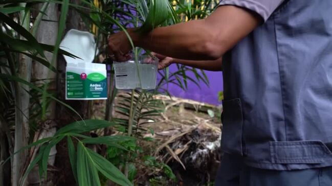 Brazil city deploys modified mosquitos to fight dengue surge