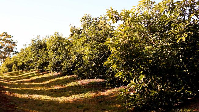 Some of the Hass avocado trees on Jo’s property.