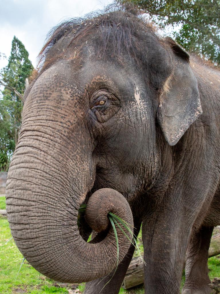 The first arrival of South Australia’s new Asian Elephant herd will touch down in SA on Tuesday. Picture: Supplied / Monarto Safari Park