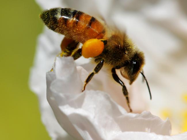 How backyard beehives are wiping out native species