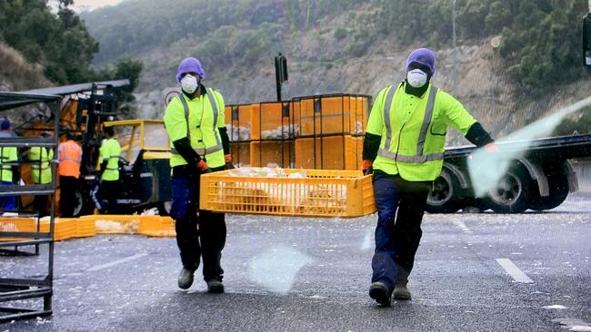 Workers clean up the scene where a chicken truck overturned on the freeway. Picture: AAP / Emma Brasier