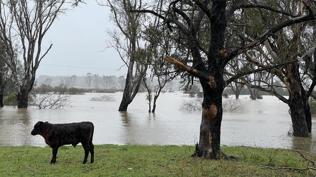 Parts of Kirkham Lane farmland near the historic house Camelot were underwater. Picture: Ashleigh Tullis