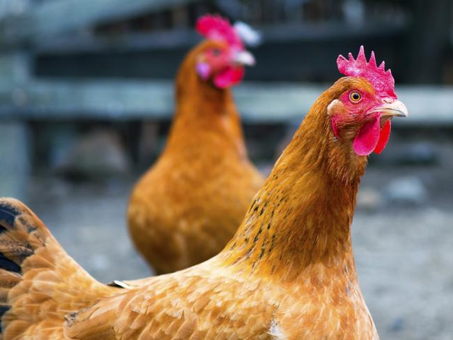 Free range chickens roam the yard on a small farm