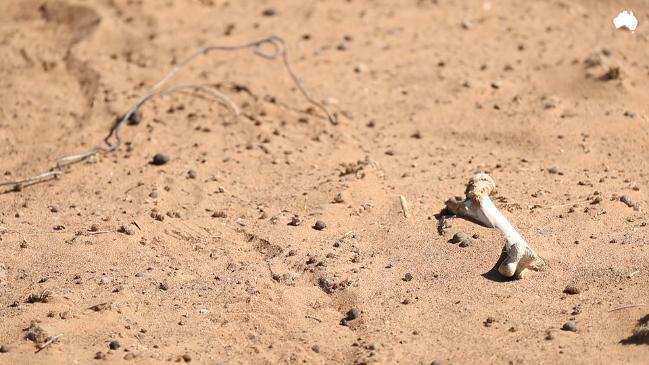 History repeats itself in drought-stricken NSW 