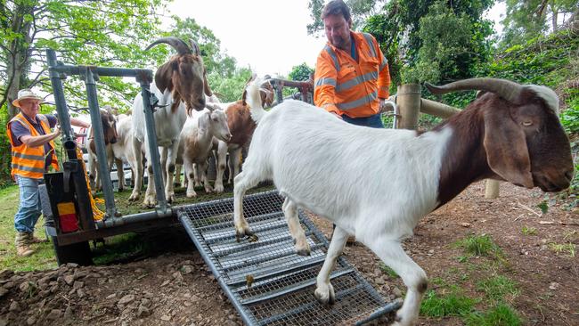 The goats are unleashed at Belgrave Station. Picture: Jay Town