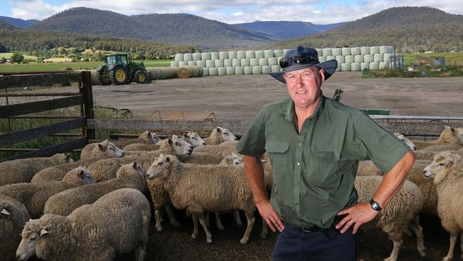 TFGA president Wayne Johnston with his sheep at Meander. Picture: CHRIS KIDD