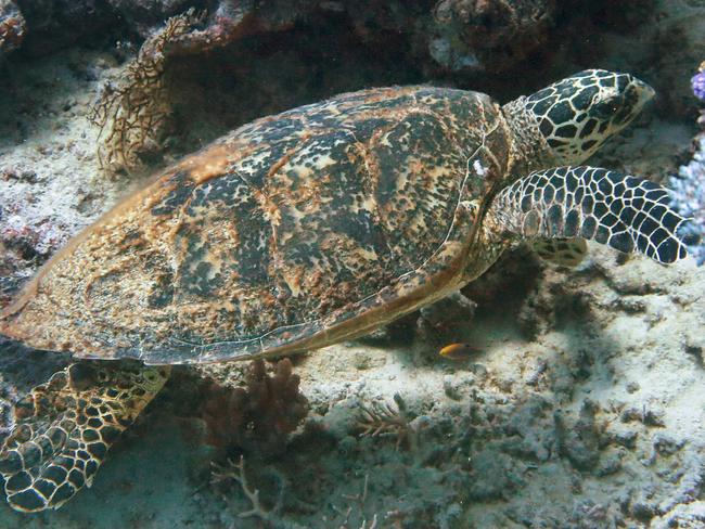 A green sea turtle swims the Great Barrier Reef. Picture: Brendan Radke