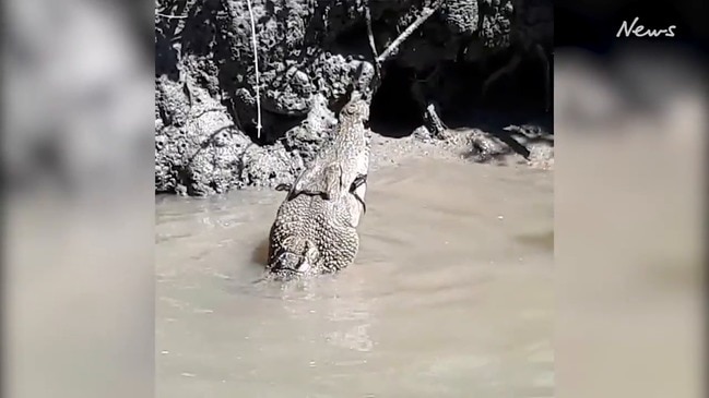 Saltwater Crocs feeding in the Whitsundays. Credit: Mark Norman/Instagram